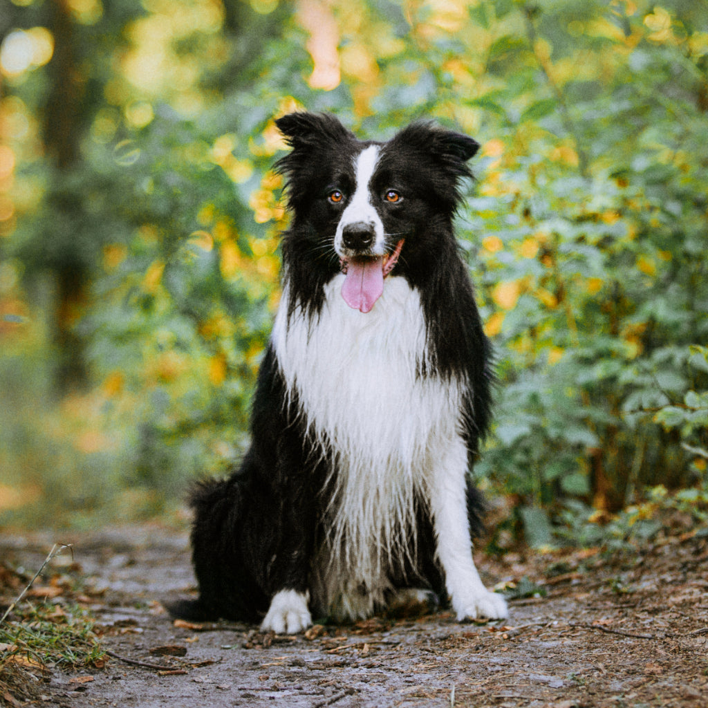 Rotuesittelyartikkelin kuvassa bordercollie istuu metsätiellä