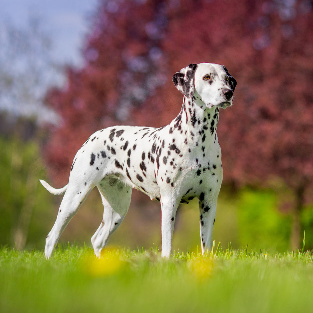 Dalmatiankoira – monipuolinen vaunukoira