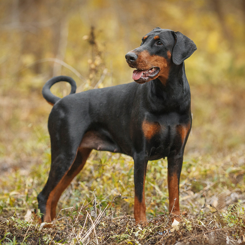 Dobermanni – huojumaton suojelija