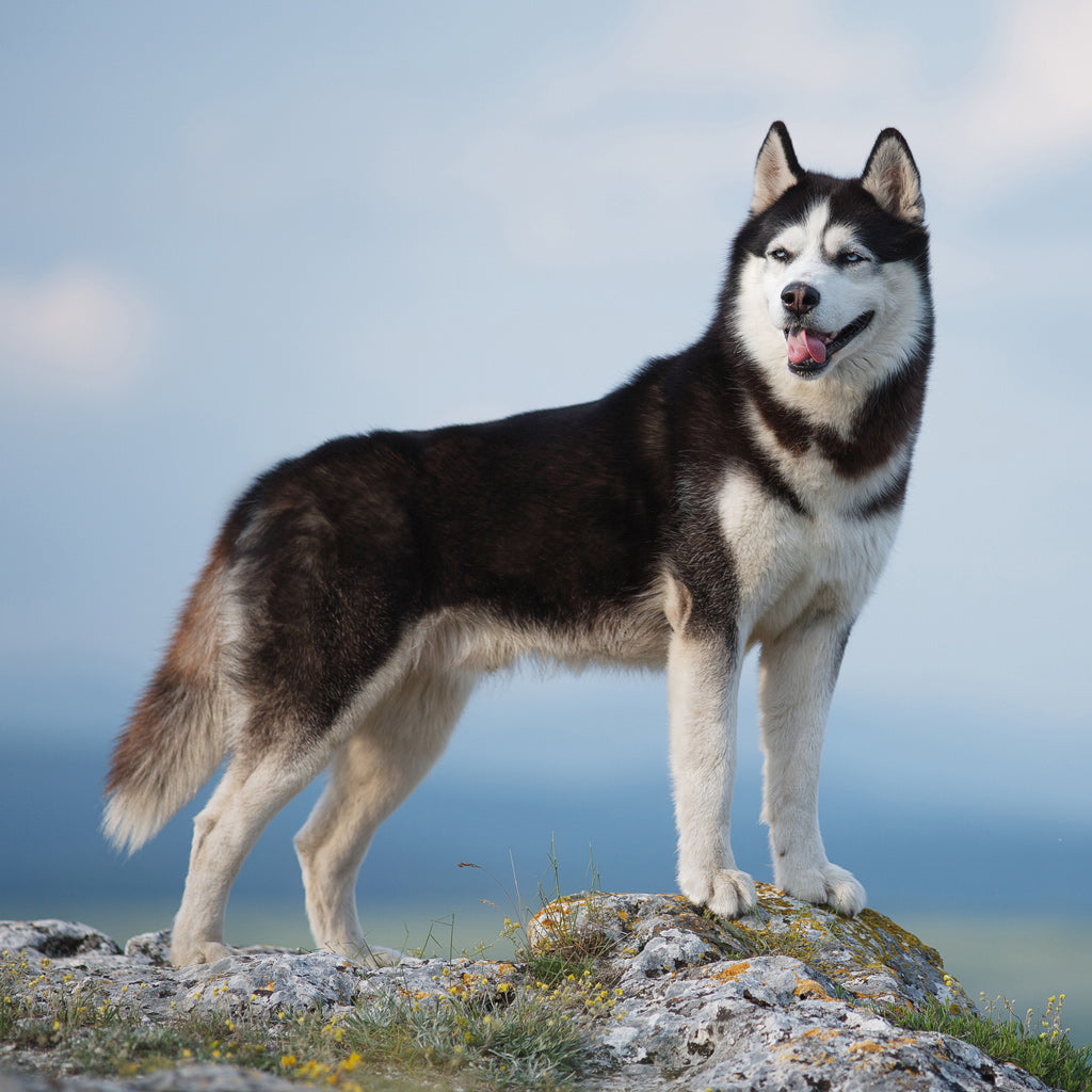 Siperianhusky – itsenäinen seikkailija