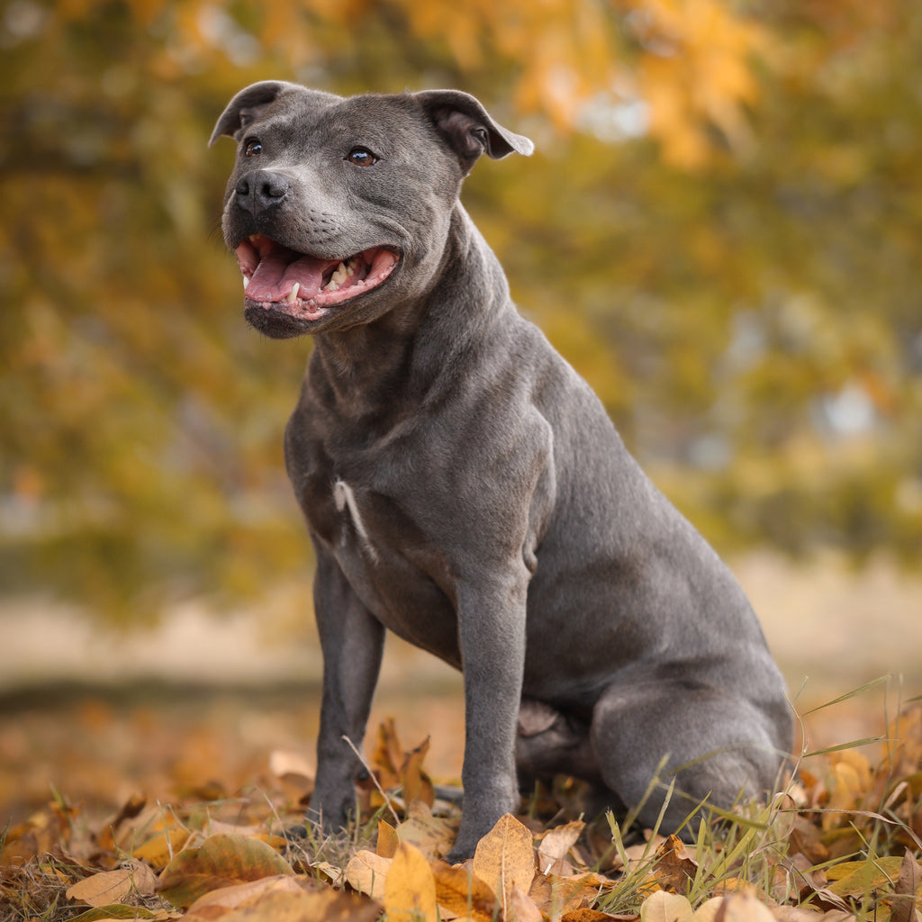 Staffordshirenbullterrieri – pieni voimanpesä suurella sydämellä