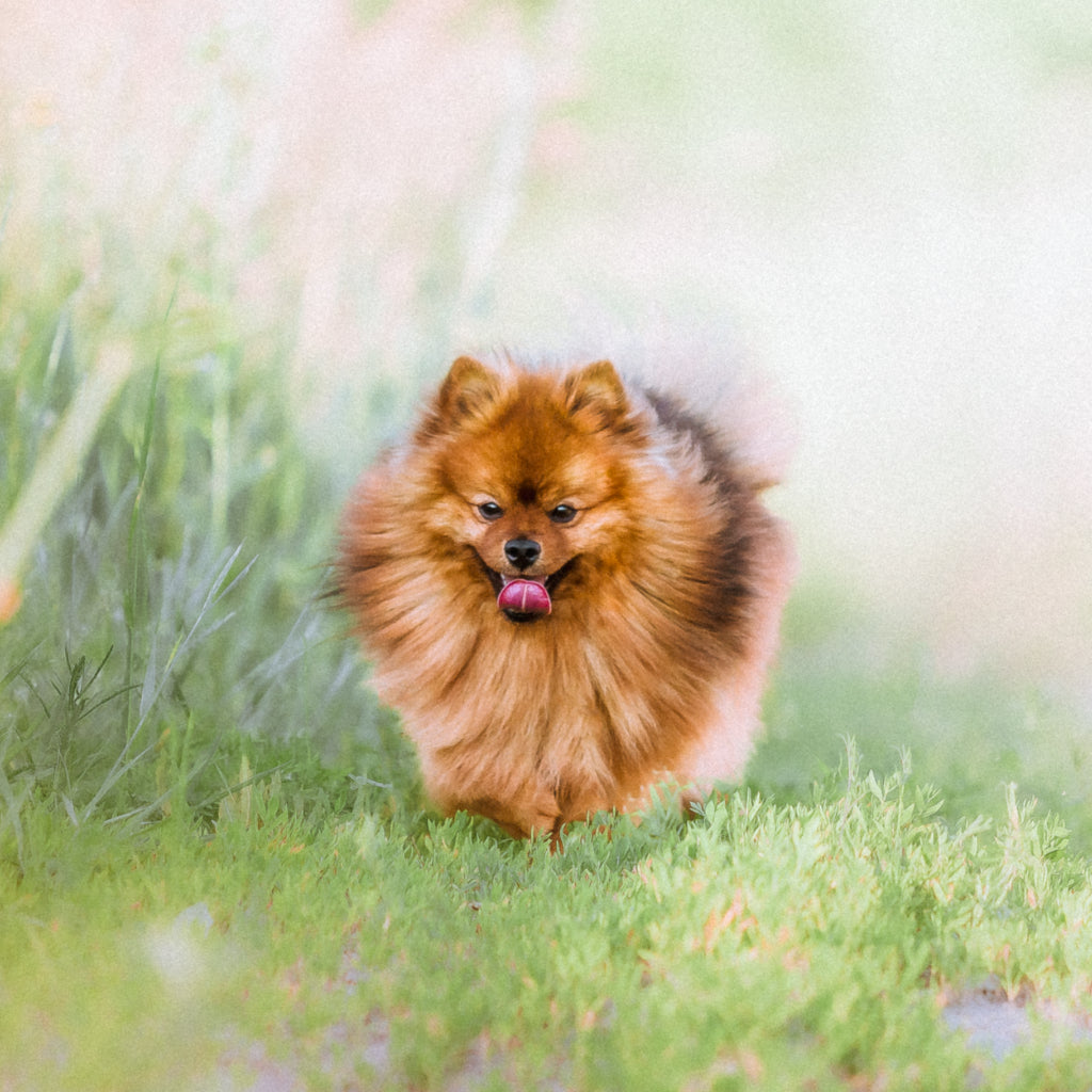 Kuvassa pomeranion rotuinen koira juoksee nurmikolla