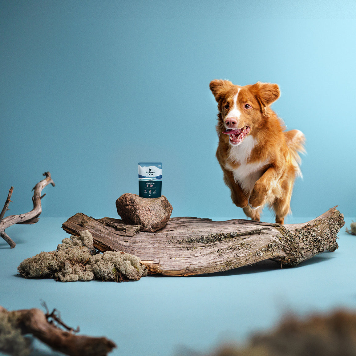 Fiiliskuva, jossa PrimaDog Mini Meals Kalaa kastikkeessa -pakkaus on kiven päällä ja novascotiannoutaja juoksee sitä kohti.