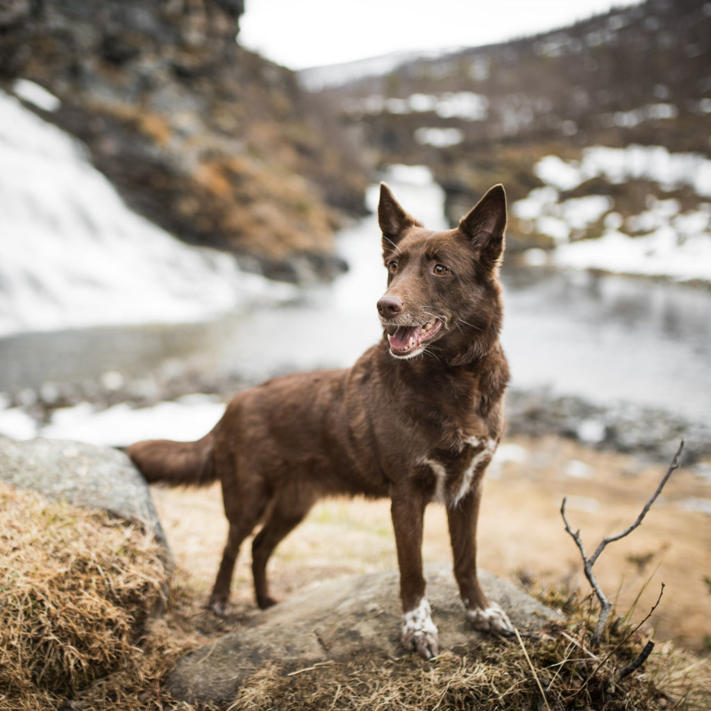 Kuvassa ruskea pystykorva kivellä talvisessa maisemassa