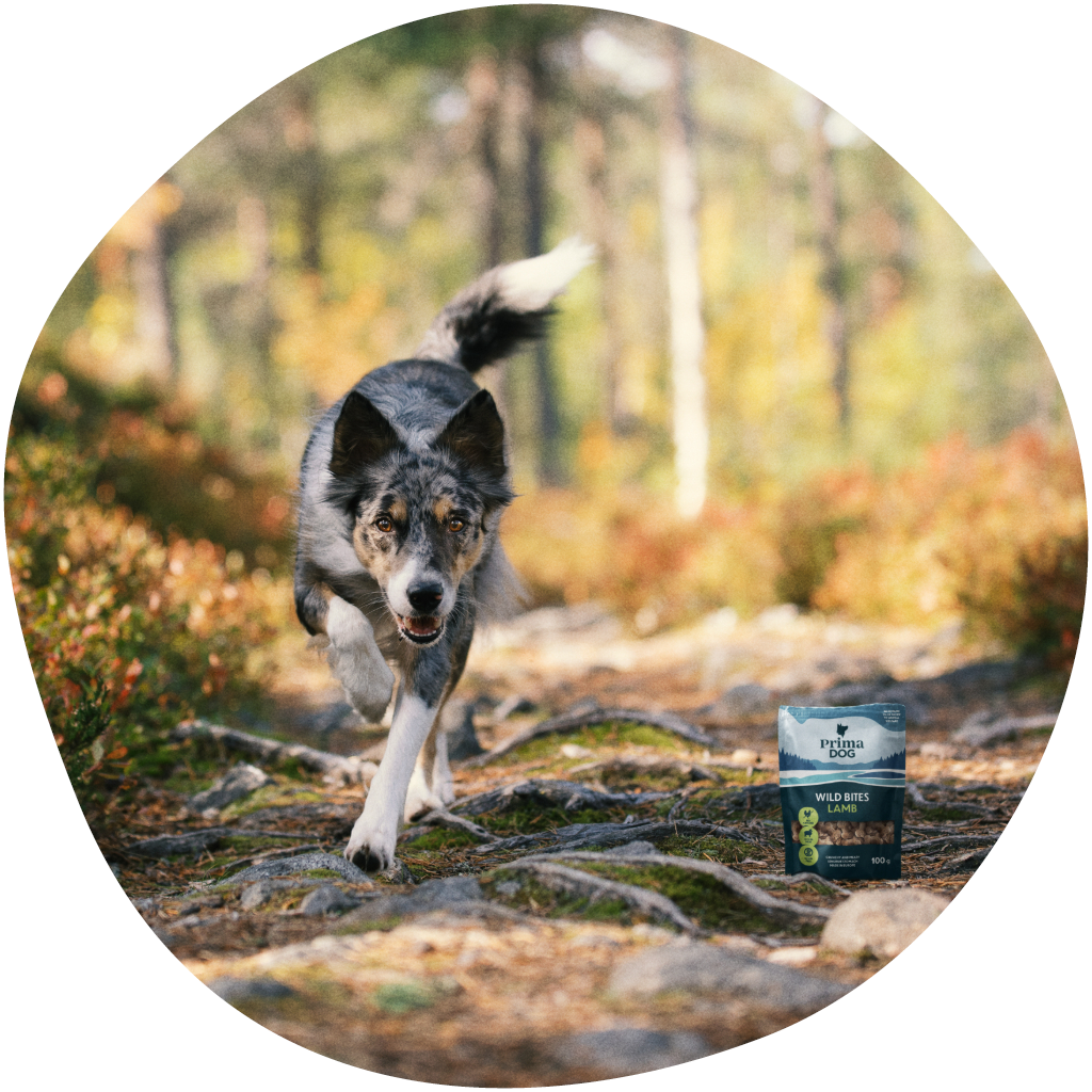 Kuvassa koira juoksee kohti kuvaajaa, mukana kuvassa myös Wild Bites herkkupussi