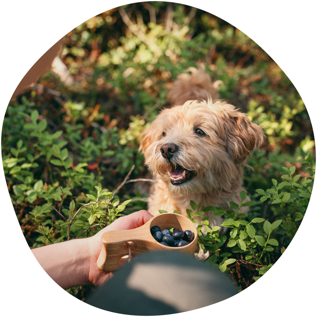 Kuvassa koira metsässä ja omistajalla mustikoita kuksassa