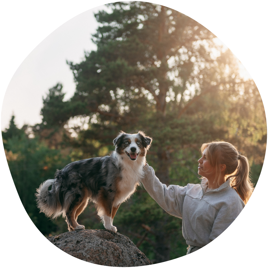 Kuvassa paimenkoira seisoo kiven päällä ja omistaja silittää koiraa