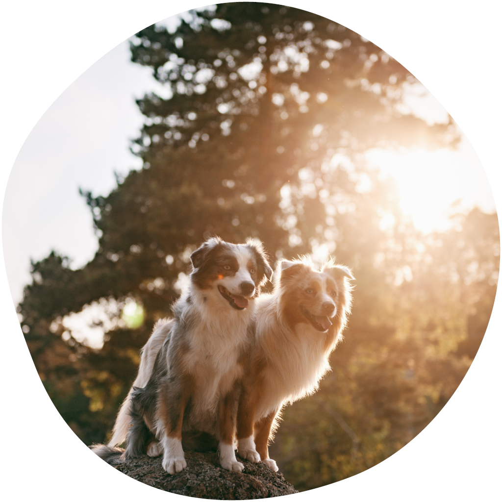 Kuvassa koirat auringonpaisteessa