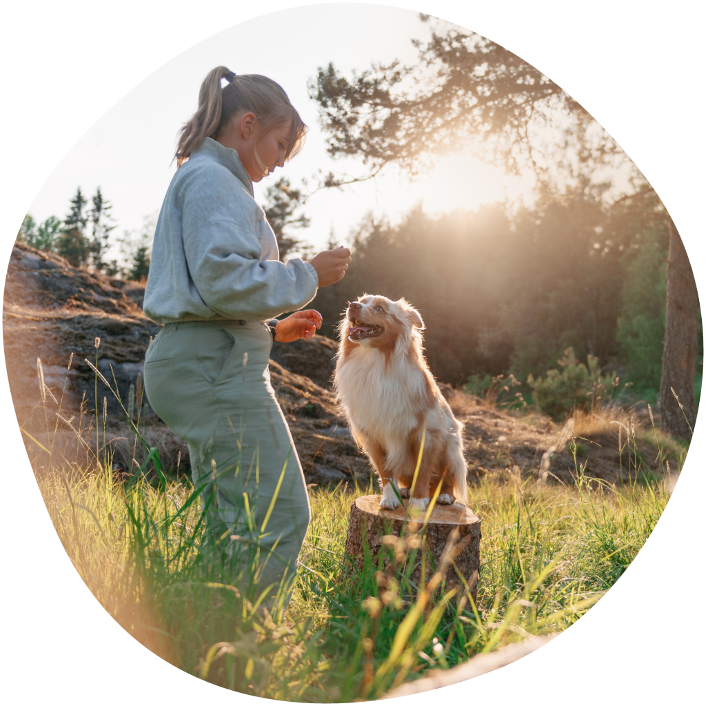 Kuvassa koira istuu kannolla ja odottaa herkkua, joka naisen kädessä