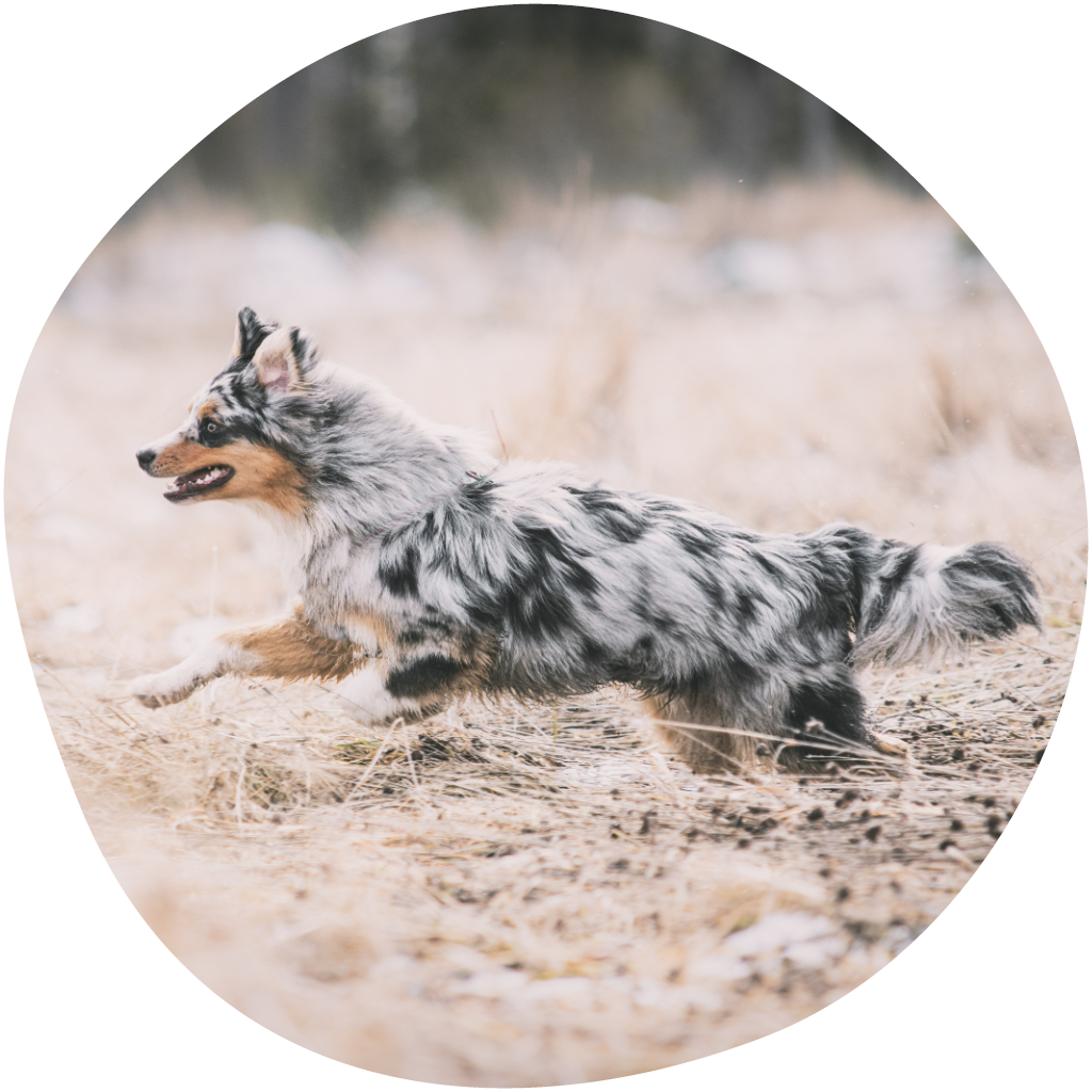 Kuvassa pitkäturkkinen koira juoksee maastossa