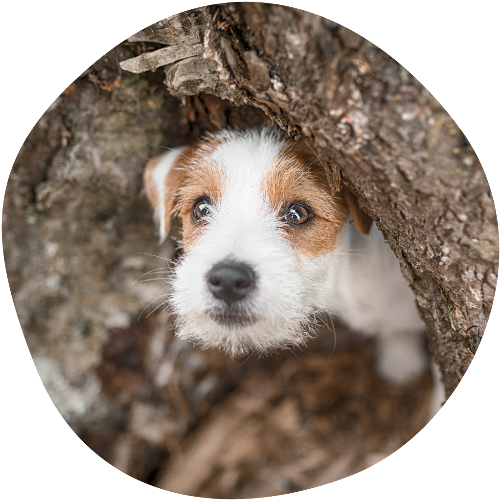 Kuvassa pieni terrieri kurkistaa puun takaa