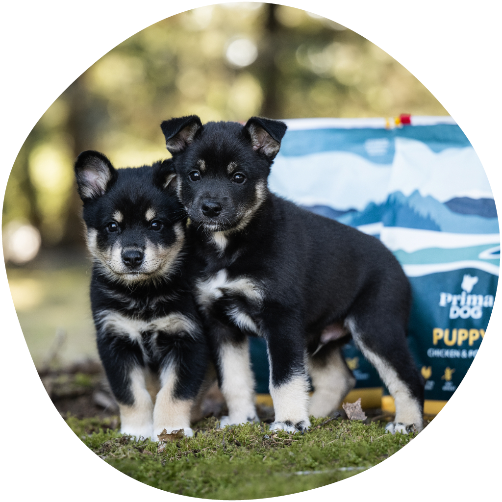 Kuvassa kaksi koiranpentua ja PrimaDogin koiranpennun kuivaruokasäkit