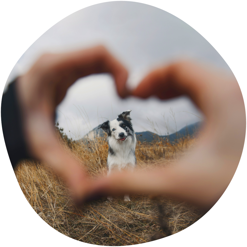 Kuvassa paimenkoira näkyy käsistä muodostetun sydämen sisällä