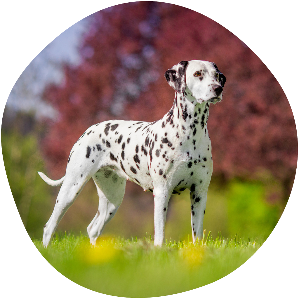 Kuvassa dalmatiankoira seisoo niityllä