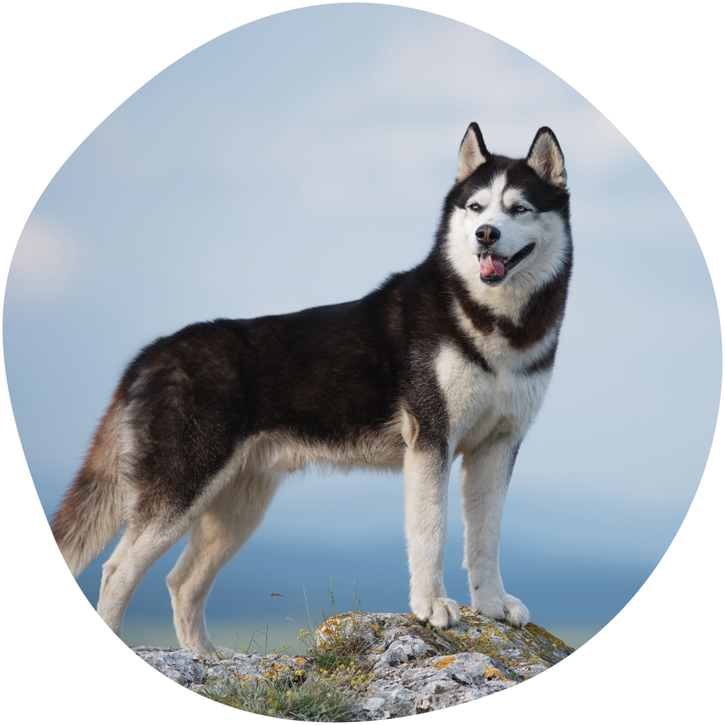 Kuvassa husky seisoo jäntevästi kivisessä maastossa
