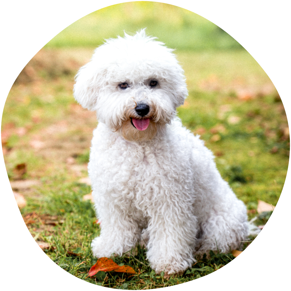 Kuvassa bichon frise -rotuinen koira nurmikolla