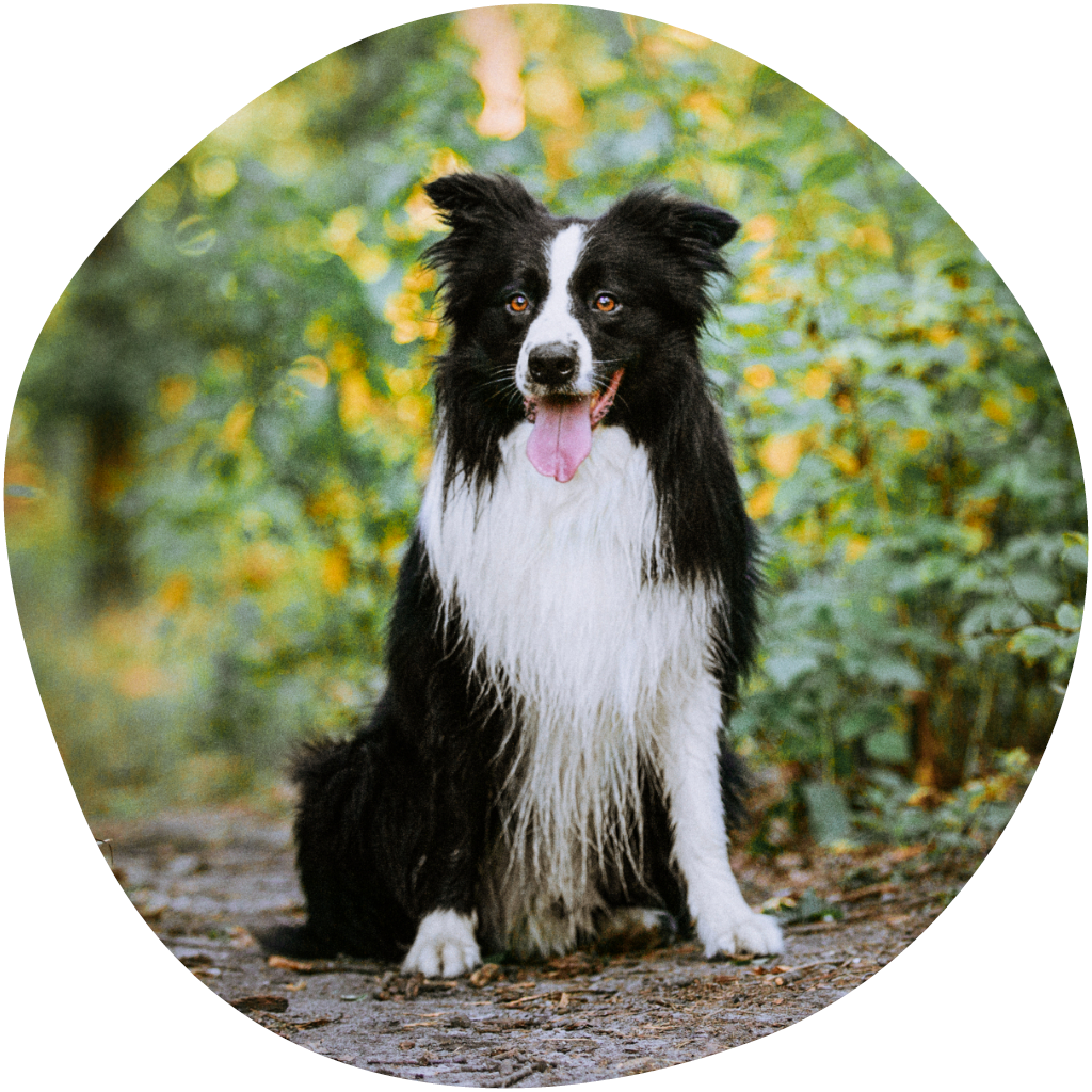 Kuvassa mustavalkoinen bordercollie istuu metsätiellä