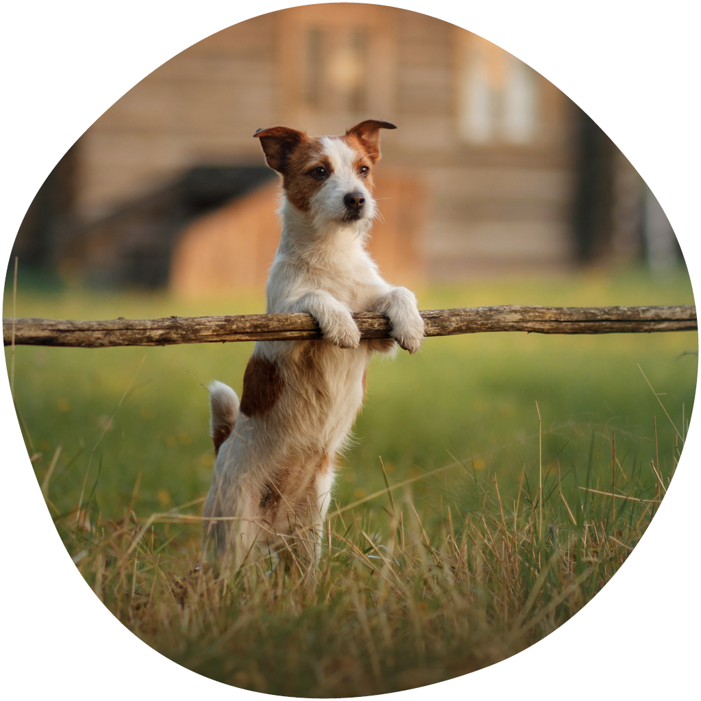 Kuvassa jackrusselinterrieri seisoo vasten pellon aitaa