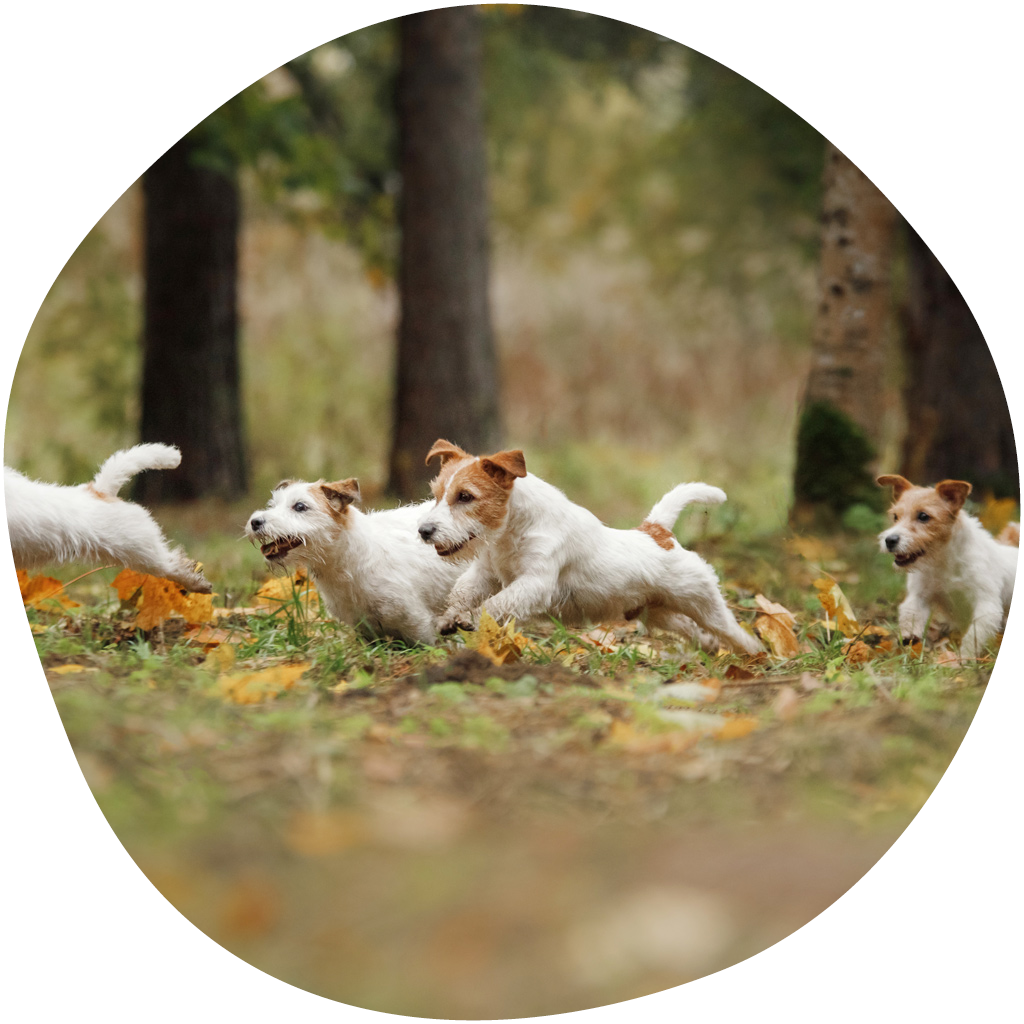 Kuvassa useita Jackrusselinterrierejä juoksee syksyisessä maastossa