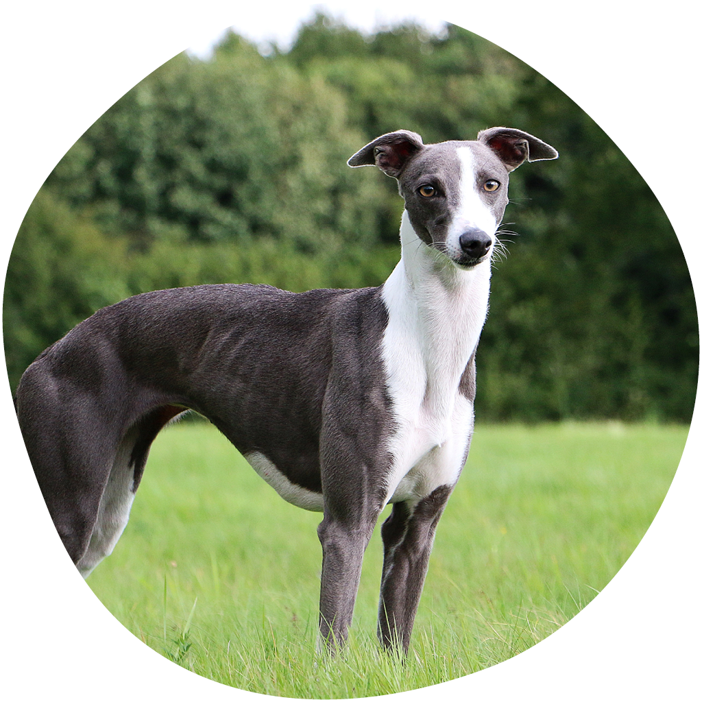 Kuvassa harmaavalkoinen whippet seisoo nurmikolla