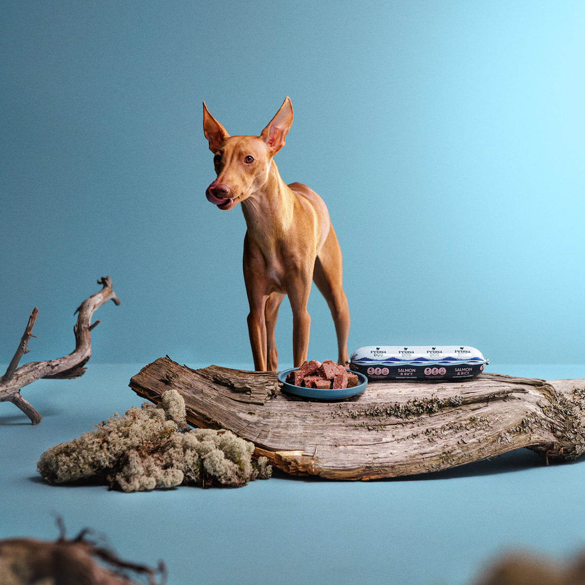 Fiiliskuva, jossa PrimaDog Lohta ja riisiä -koiranmakkara on puunrungon päällä ja ruskean koira seisoo sen takana ja nuolee huulia.