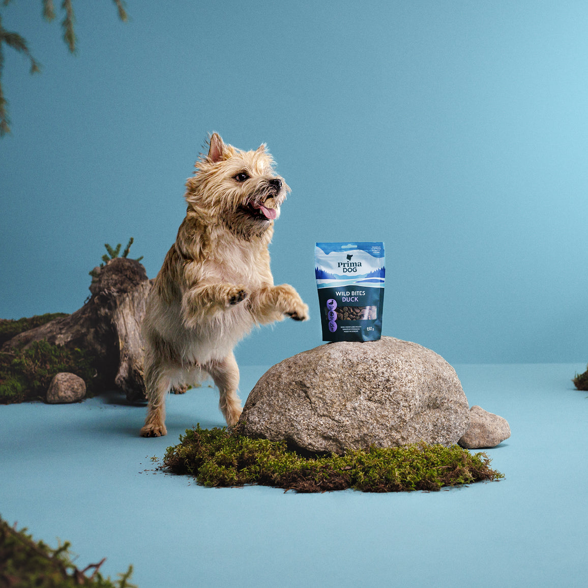 Fiiliskuva, jossa PrimaDog Wild Bites Ankka ja auringonhattu -koiranherkkupussi on kiven päällä. Vaalea terrieri seisoo takajaloillaan ja kurottaa kohti herkkupussia.