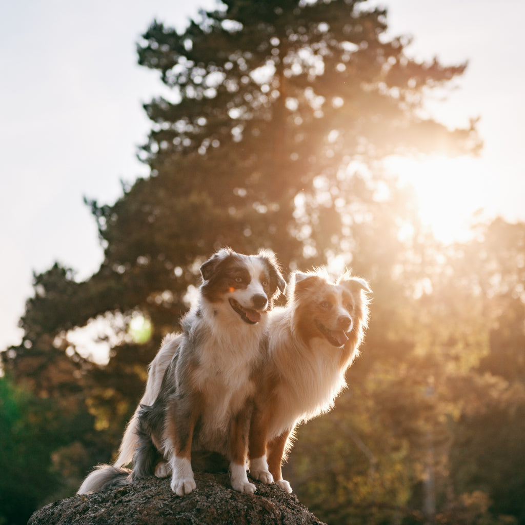 Kuvassa paimenkoira istuvat kivellä, kun ilta-aurinko paistaa heidän takaansa