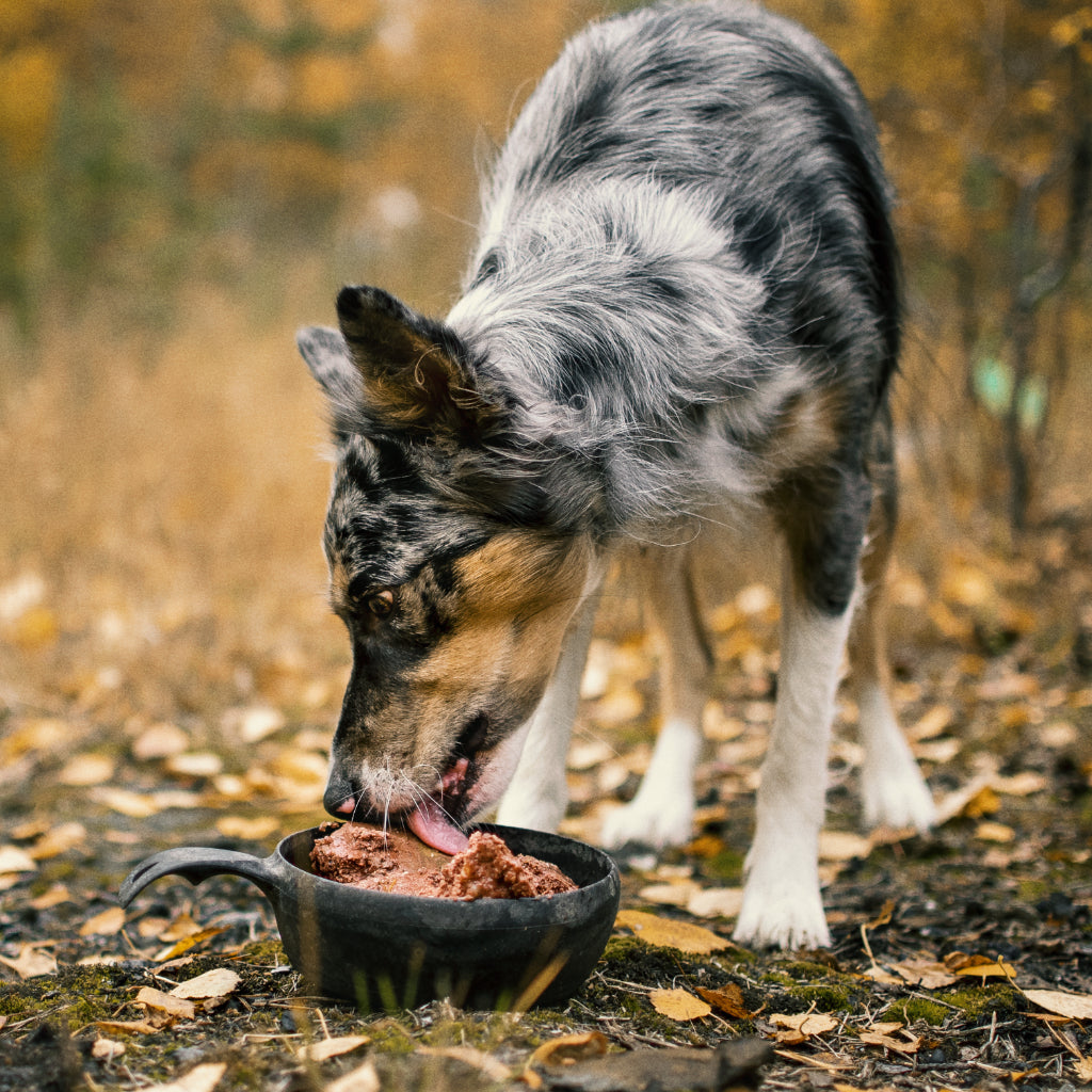 Kuvassa koira herkuttelee PrimaDogin märkäruualla metsäisessä syksyisessä maisemassa
