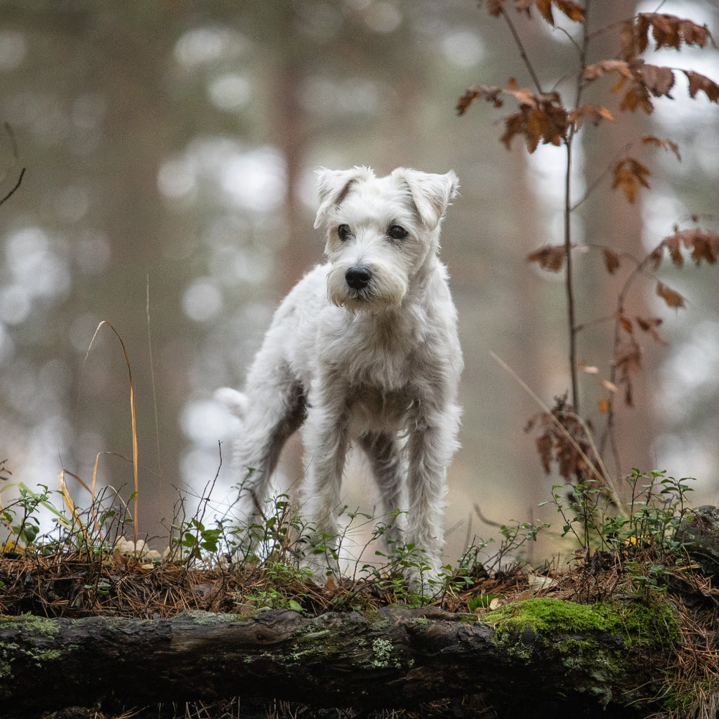 Koiran ummetus - opi tunnistamaan vaaran merkit