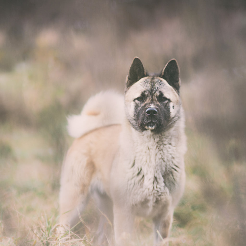 Koiran atopia - kolme yleistä kysymystä