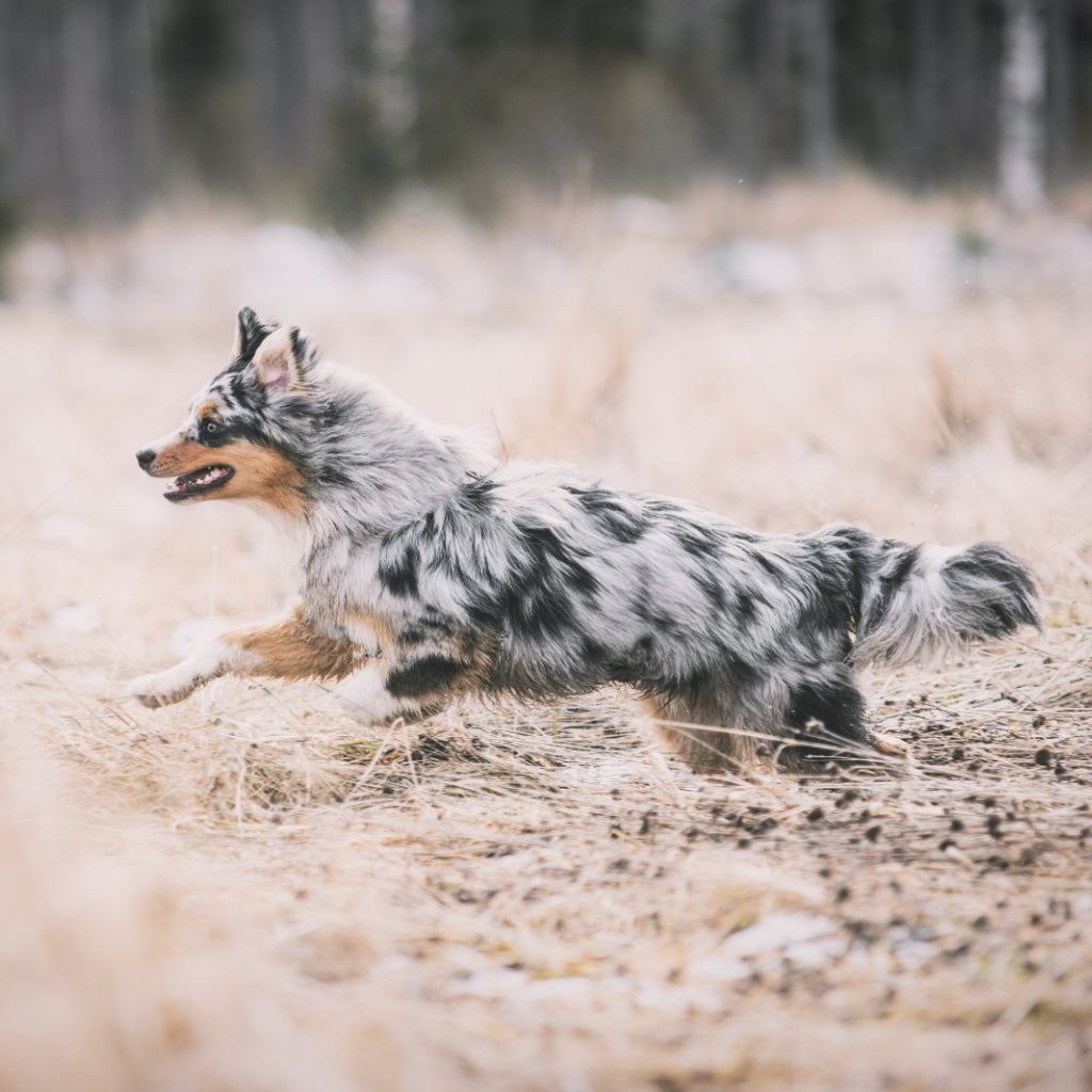 Koiran närästys: näillä keinoilla helpotat koiran oloa kotona