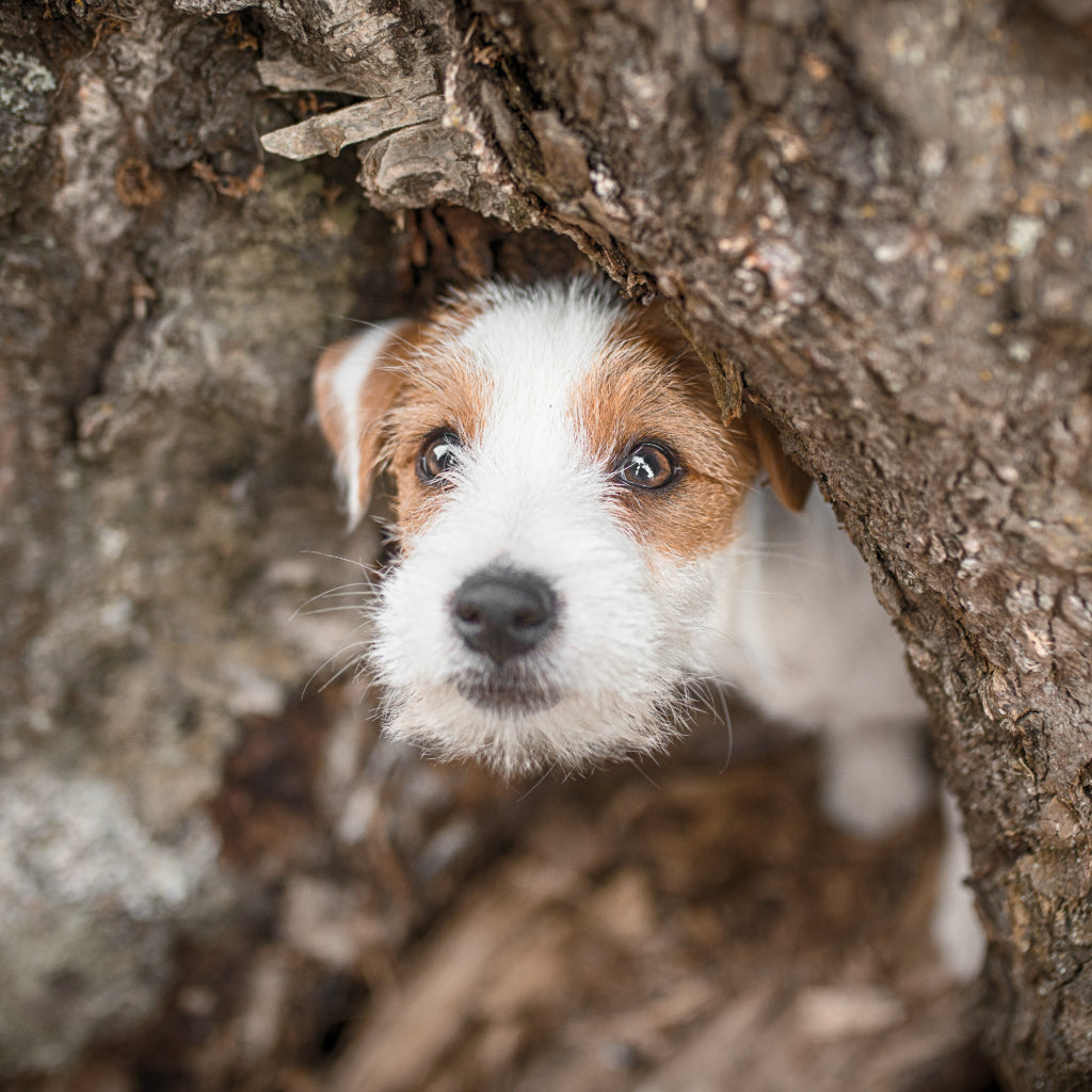 Koiran vatsavaivat - mistä ne johtuvat ja mitä niille voi tehdä?