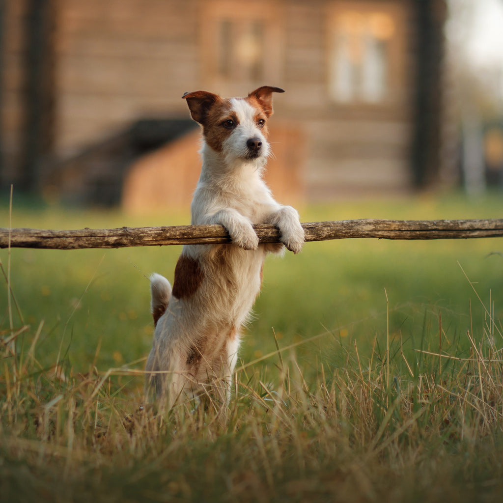 Jackrussellinterrieri – itsevarma touhuaja