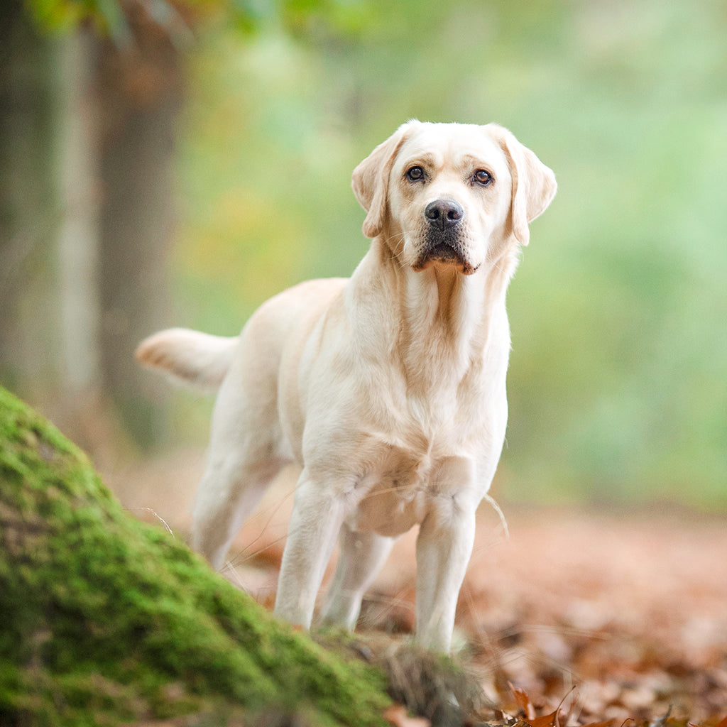 Labradorinnoutaja – uskollinen jokapaikan touhuaja