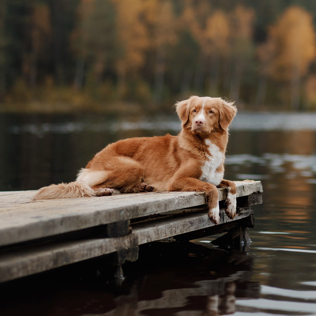 Novascotiannoutaja – nokkela repolainen