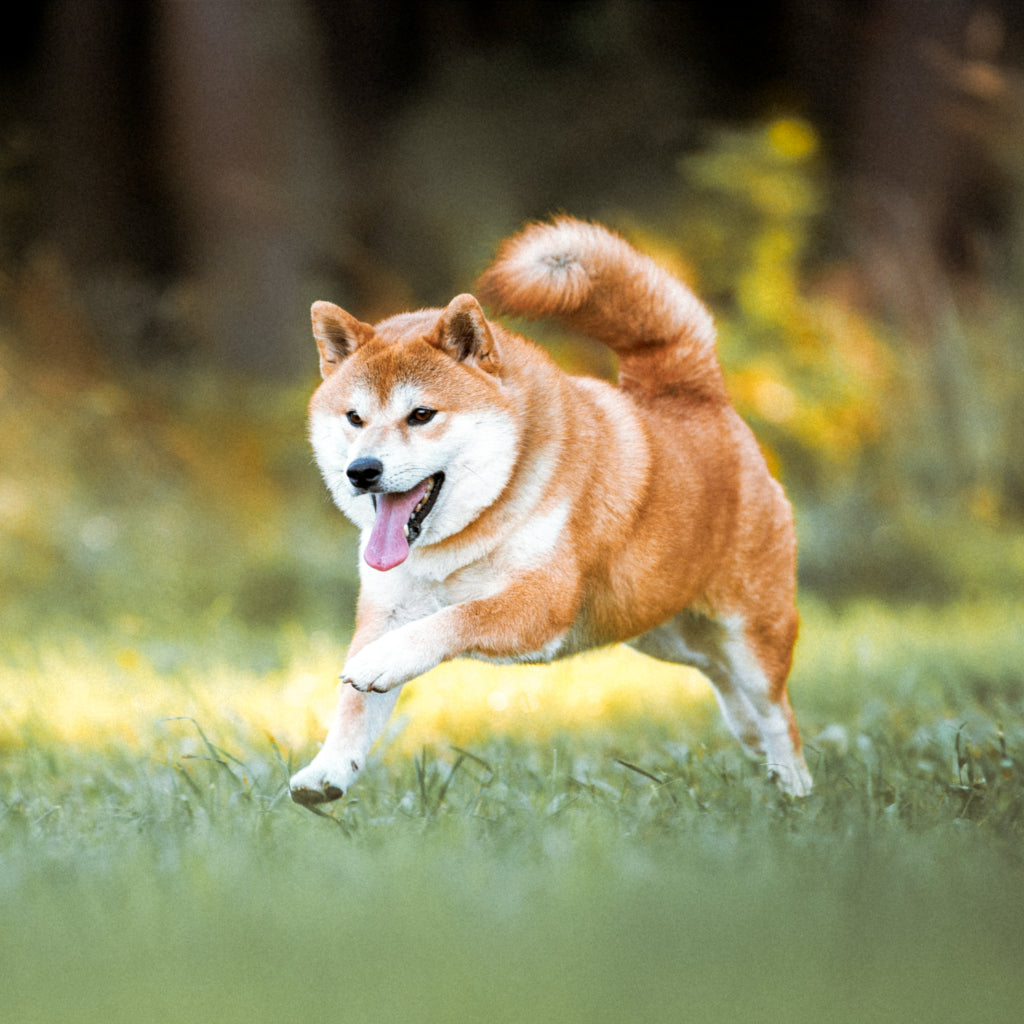 rotuesittelyn kuvassa shiba inu -rotuinen koira juoksee nurmikolla
