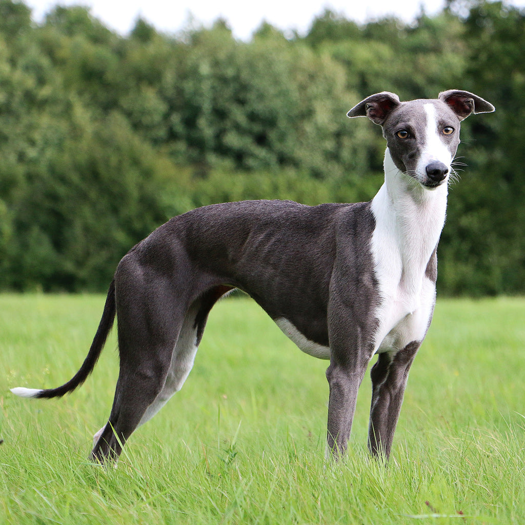 Whippet – herkkäsieluinen pikajuoksija