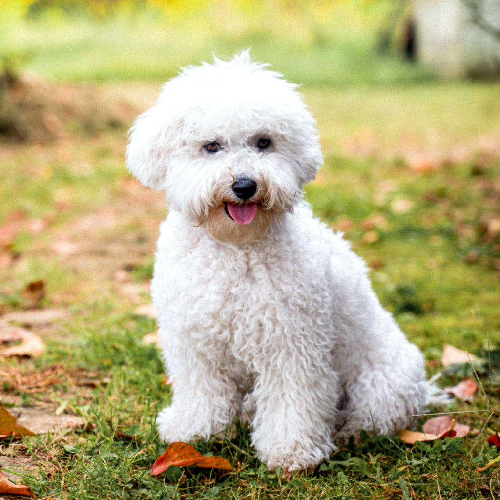 Bichon frisé rotuinen koira istuu nurmikolla