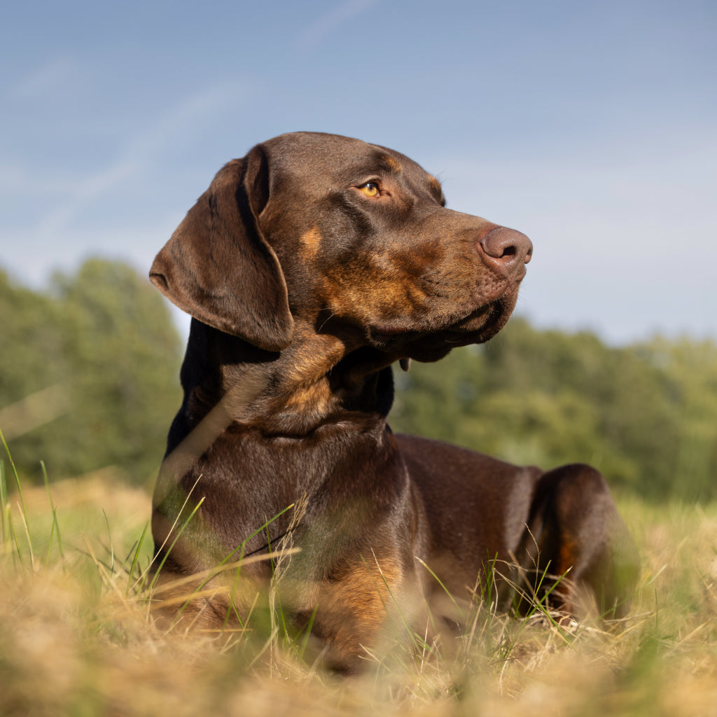 Kuvassa koira makaa pellolla auringonpaisteessa