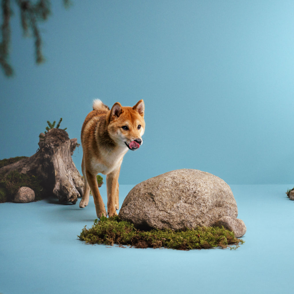 Koira lipoo huuliaan