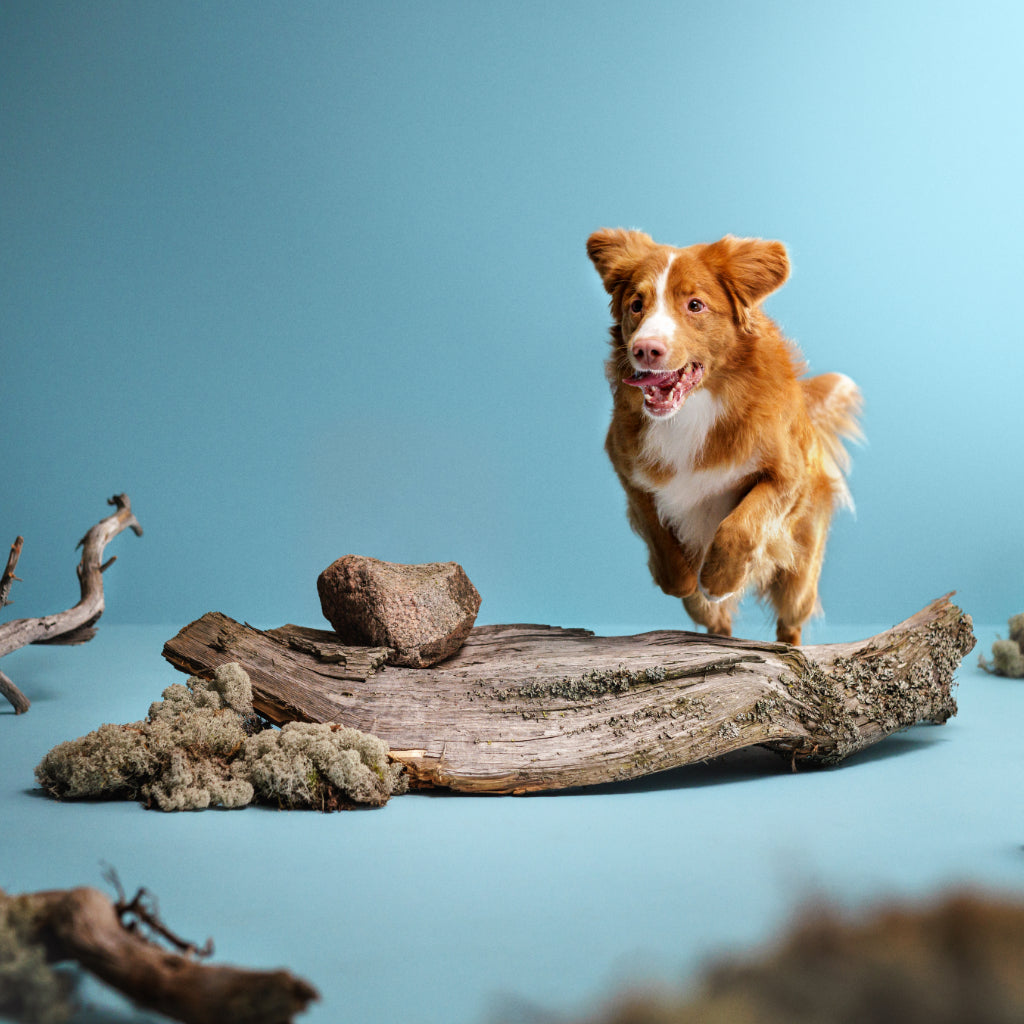 Kuvassa koira hyppää puun rungon ylitse