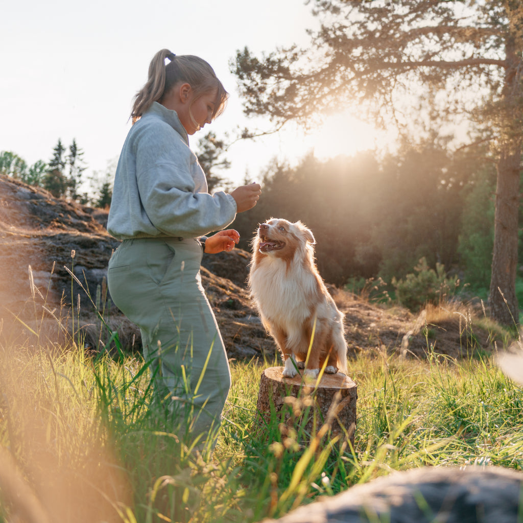 Koira ja omistaja ovat luonnon keskellä kesäisessä maisemassa