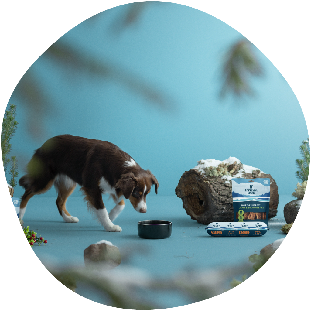 Kuvassa koira lähestyy ruokakuppia, jossa on PrimaDogin ruokaa