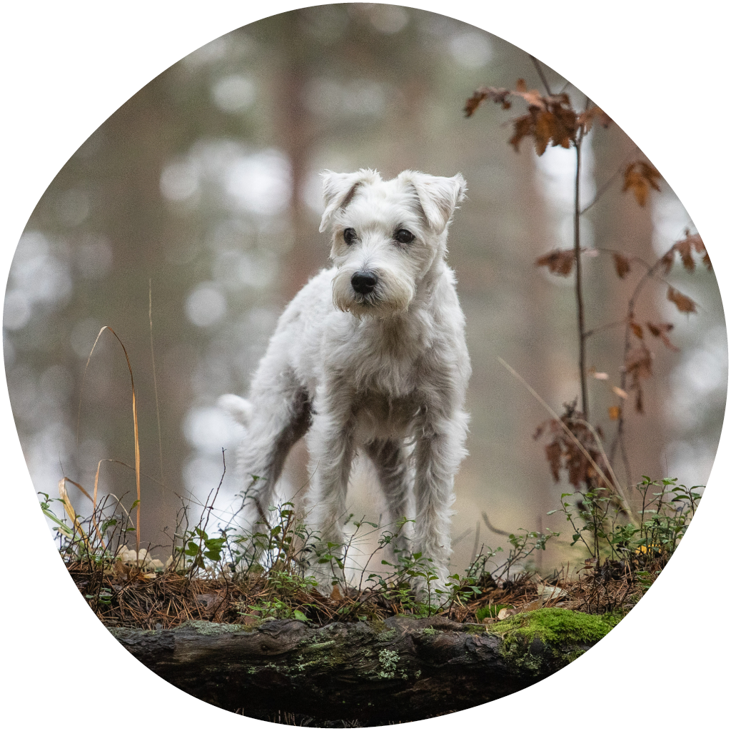 Kuvassa valkoinen pieni koira seisoo metsäisessä maisemassa