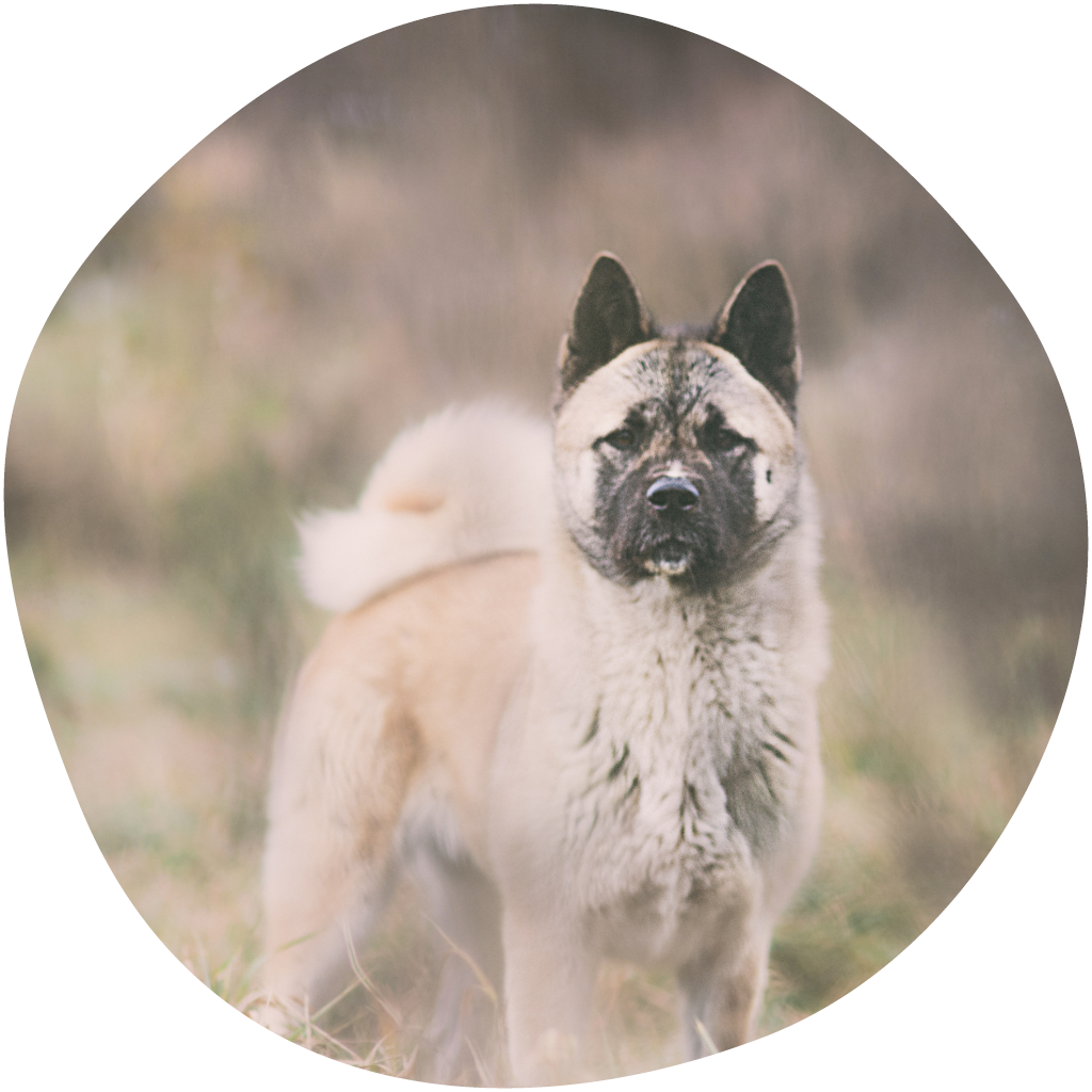 Pystykorvainen koira katsoo suoraan kohti