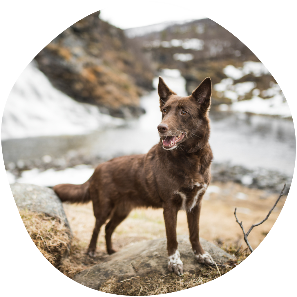 Ruskea pystykorvainen koira seisoo kivellä