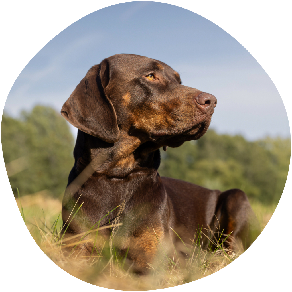 Kuvassa koira makoilee pellolla auringonpaisteessa