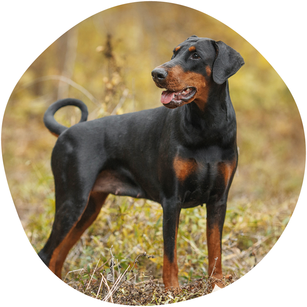Kuvassa dobermanni seisoo nurmikolla ja katsoo tarkkaavaisesti