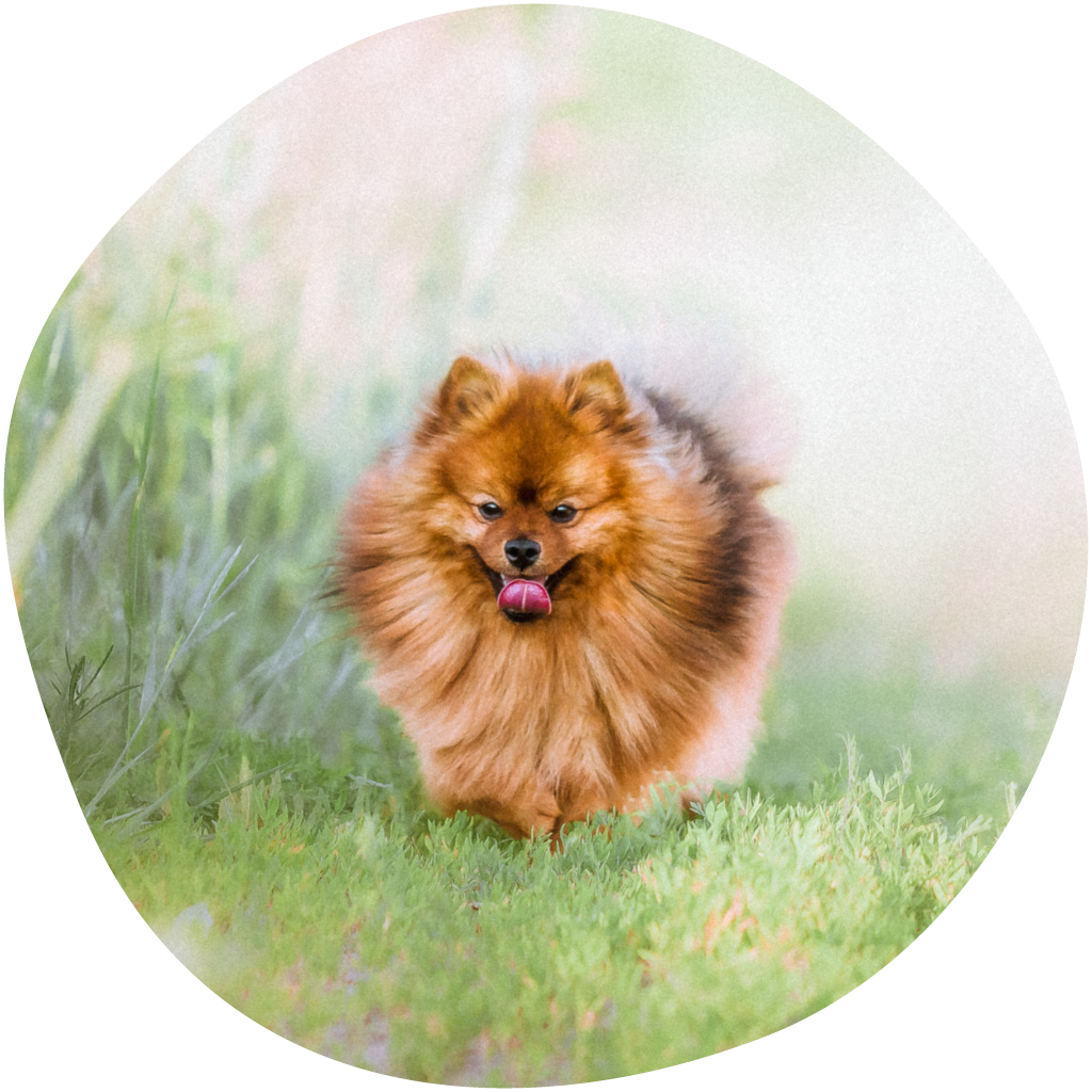 Kuvassa Pomeranian koira juoksee nurmikolla