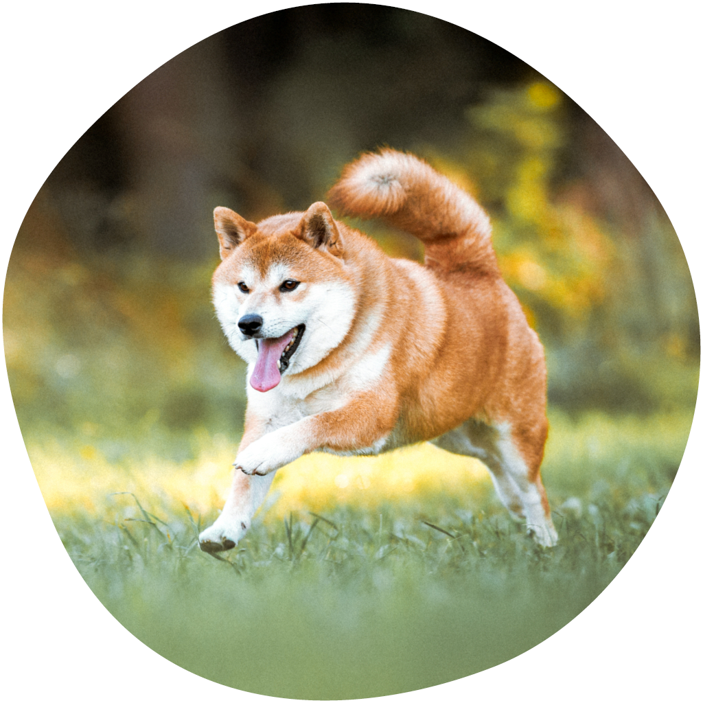 Kuvassa shiba inu juoksee nurmikolla